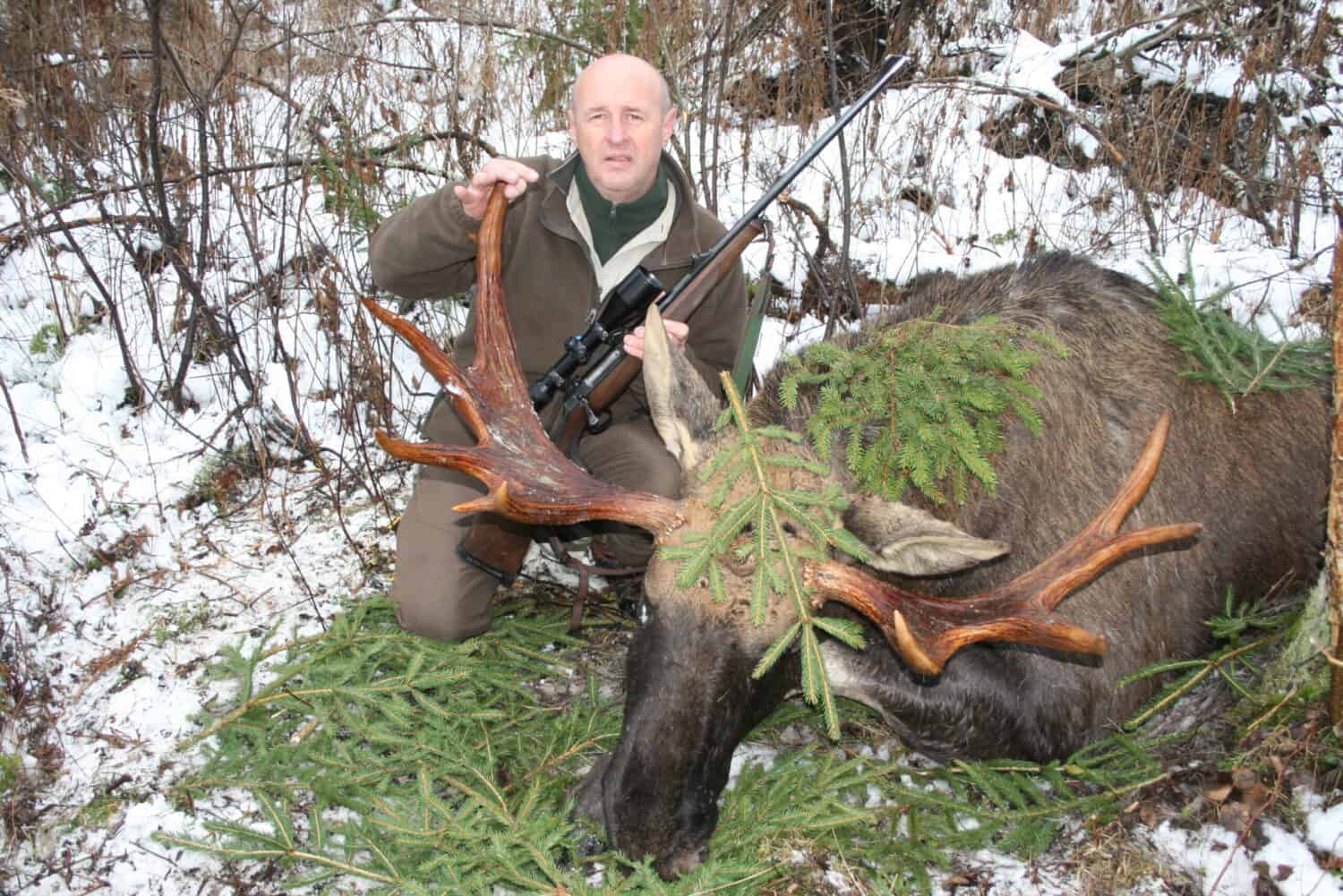 Avvicinamento all'alce