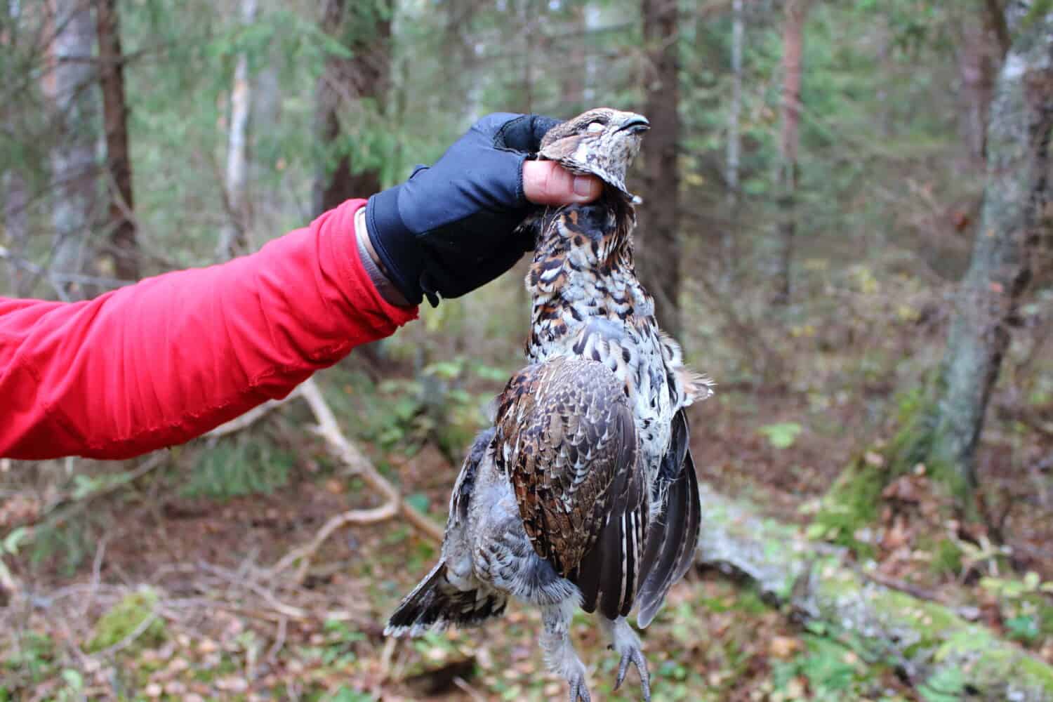 Cacciatore con beccaccia